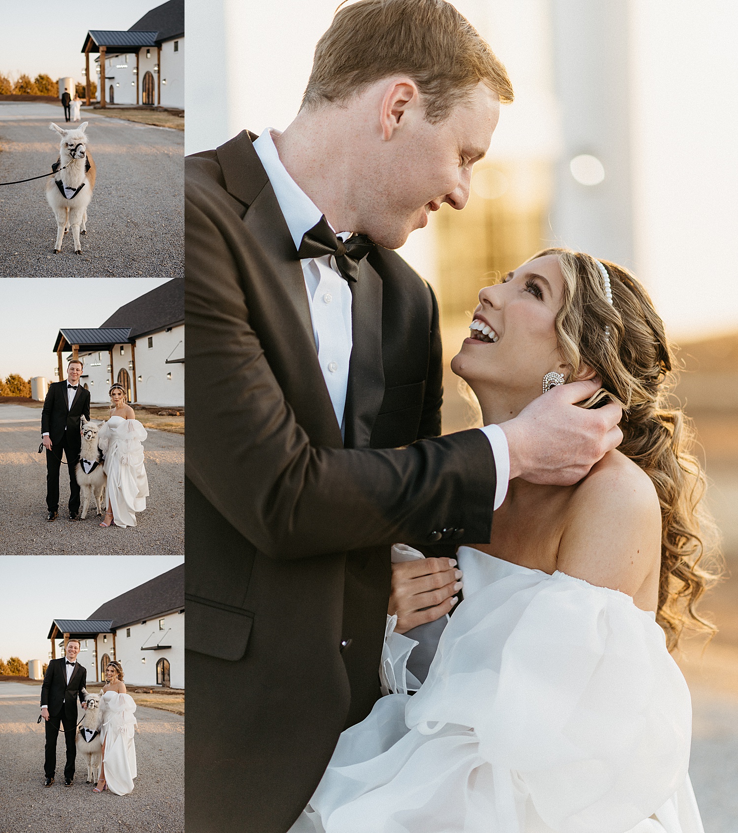 Bride and groom with llama at the range in Stillwater wearing long diamond earrings and pearl headpiece